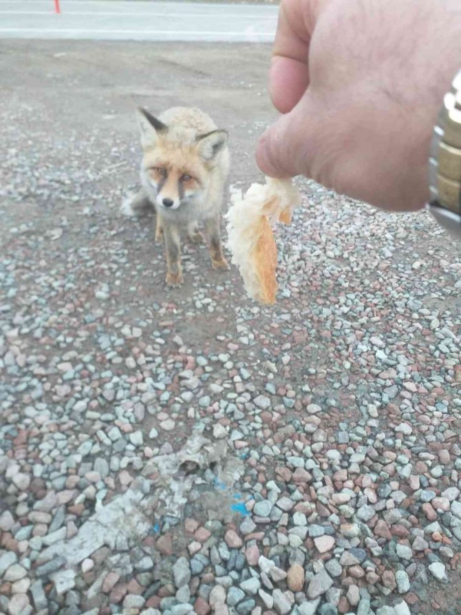 Aç Yavru Tilki Karayollarına Sığındı