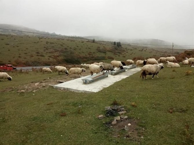 Ordu’da Mera Alanları Islah Ediliyor