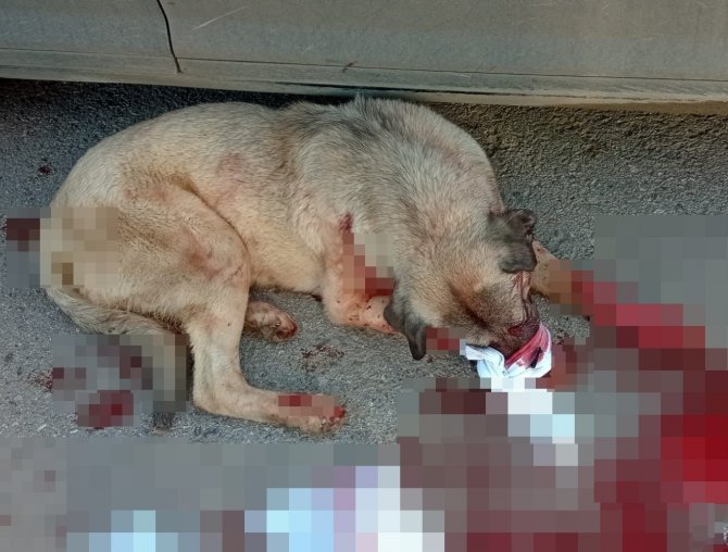 Silahla Vurulan Çoban Köpeği İçin Seferber Oldular