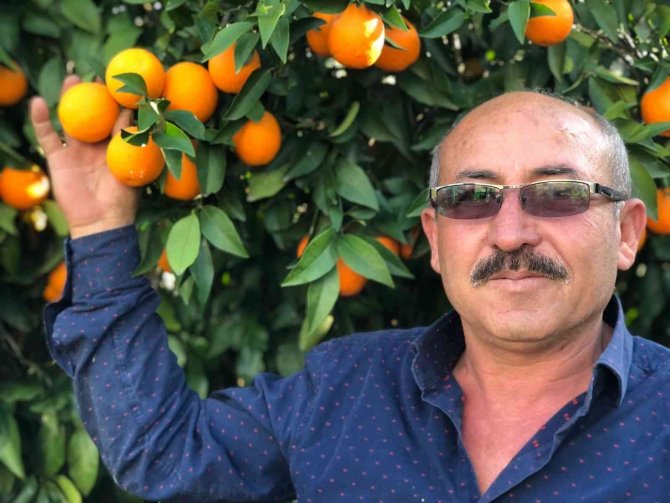 Tescilli Kozan Portakalında Hasat Başladı