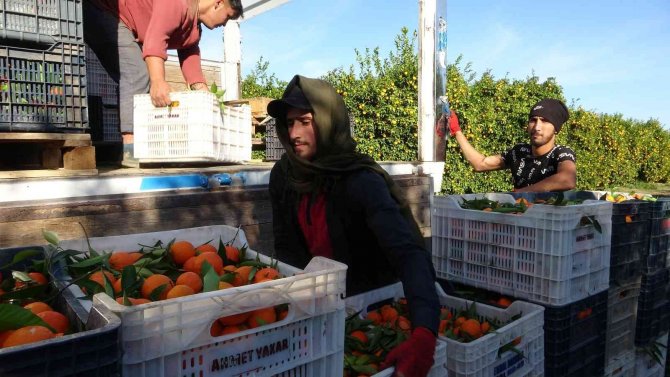 Tescilli Kozan Portakalında Hasat Başladı