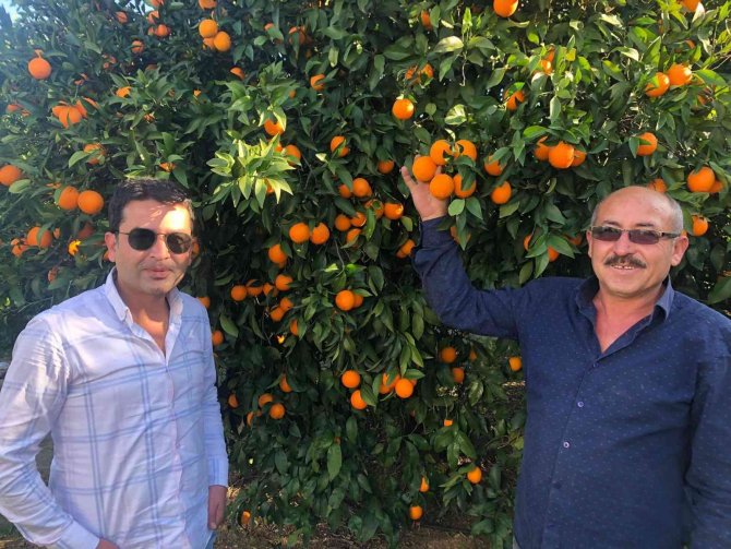 Tescilli Kozan Portakalında Hasat Başladı
