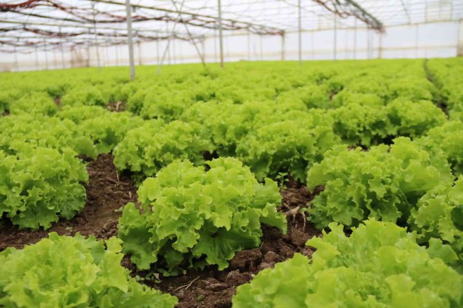 Kışlık Marullar Sofrayla Buluşmak İçin Gün Sayıyor