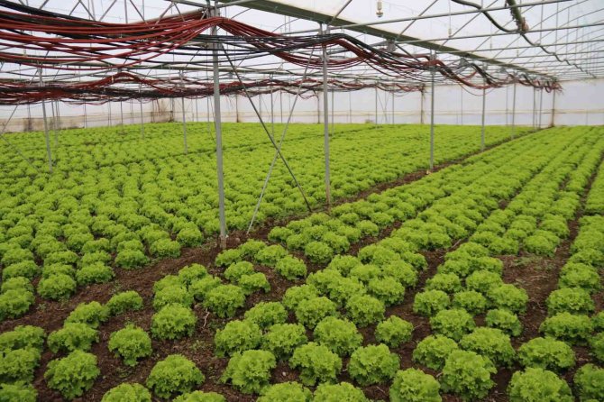 Kışlık Marullar Sofrayla Buluşmak İçin Gün Sayıyor