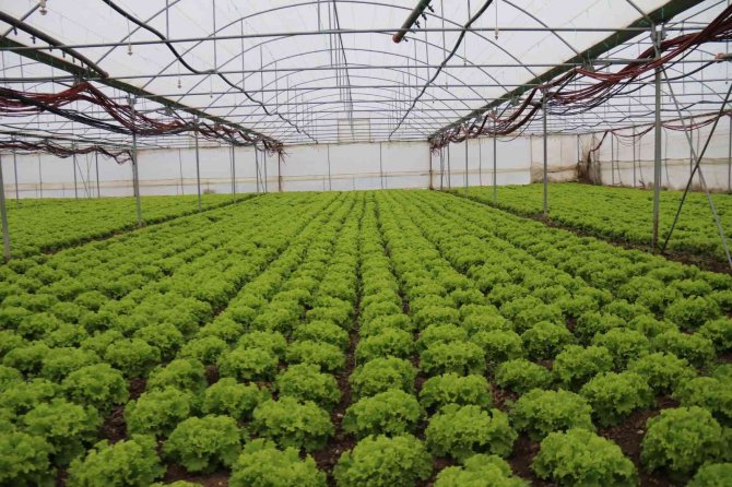 Kışlık Marullar Sofrayla Buluşmak İçin Gün Sayıyor
