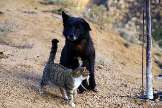 Titus İle Pamuk’un Dostluğu İlgi Çekiyor