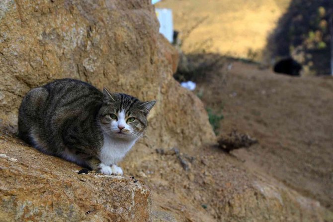 Titus İle Pamuk’un Dostluğu İlgi Çekiyor