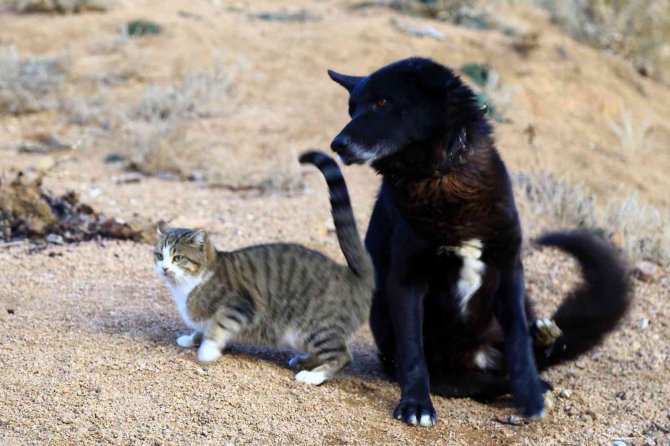 Titus İle Pamuk’un Dostluğu İlgi Çekiyor