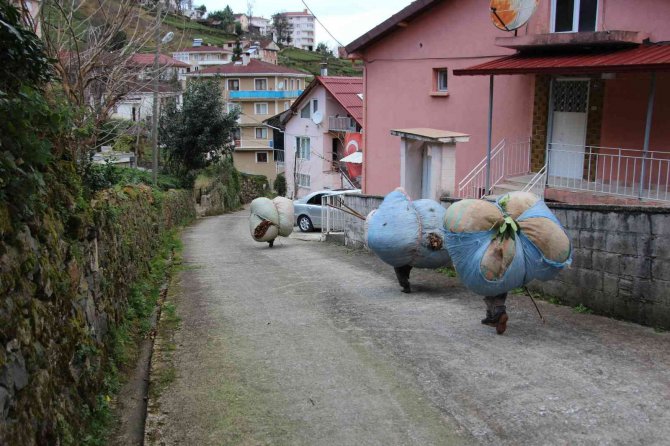 Karadeniz Kadınının Kuru Yaprak Mesaisi