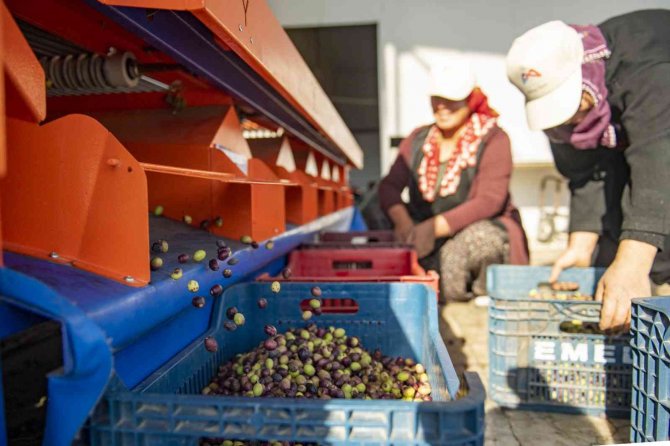 Mersin’de Zeytin Üreticilerine Ekipman Desteği