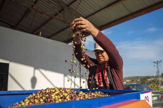 Mersin’de Zeytin Üreticilerine Ekipman Desteği