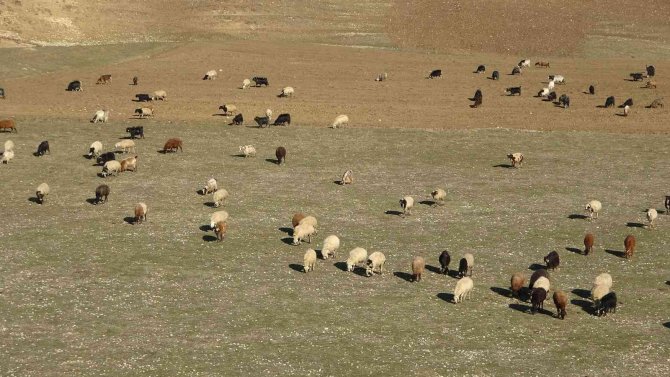 Muş’ta Sıcak Hava Besicilerin Yüzünü Güldürüyor