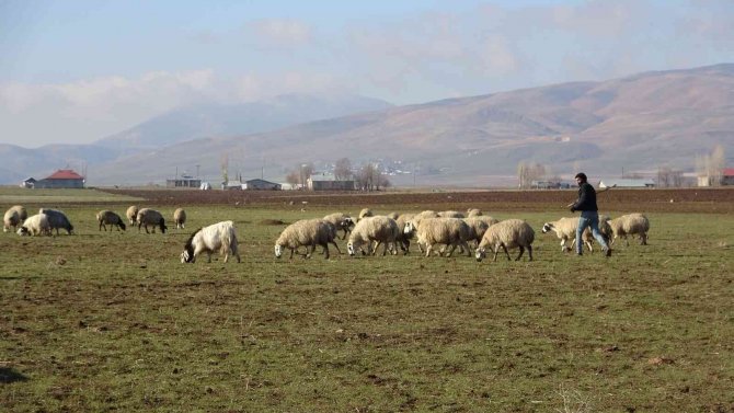 Muş’ta Sıcak Hava Besicilerin Yüzünü Güldürüyor