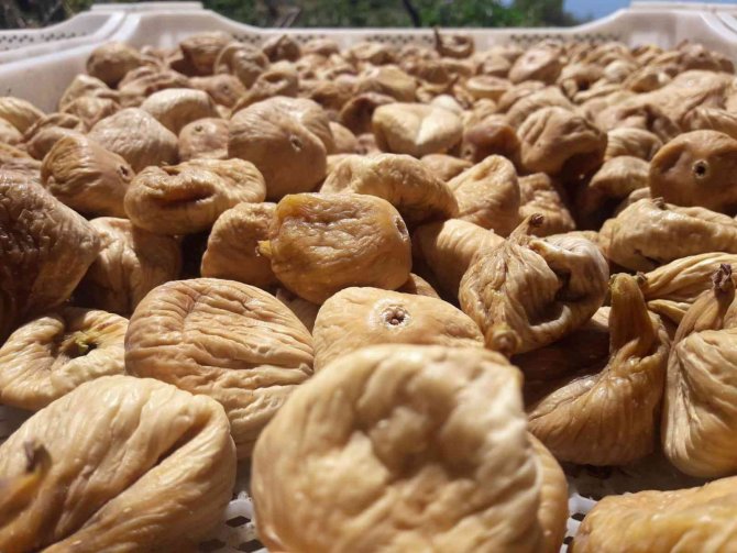 Kuru Meyve İhracatı 1,5 Milyar Dolara Koşuyor
