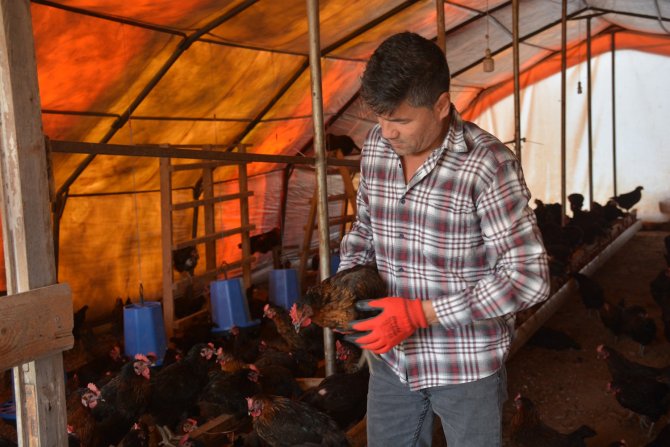 Afgan Ramazani Sinop’ta Yumurta Üretimi Yapıyor