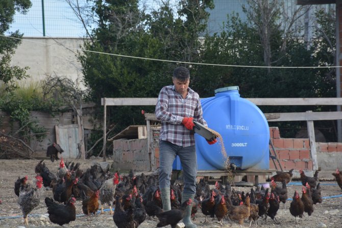 Afgan Ramazani Sinop’ta Yumurta Üretimi Yapıyor