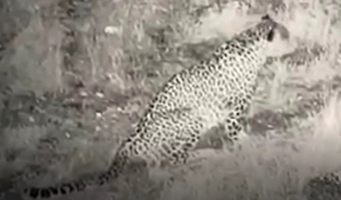 Anadolu Parsı İlk Kez Bu Kadar Net Görüntülendi