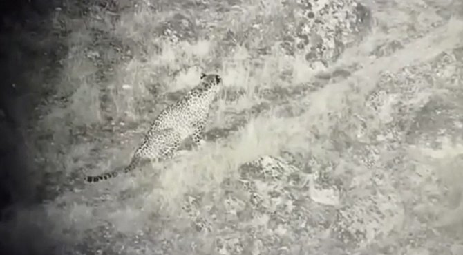 Anadolu Parsı İlk Kez Bu Kadar Net Görüntülendi