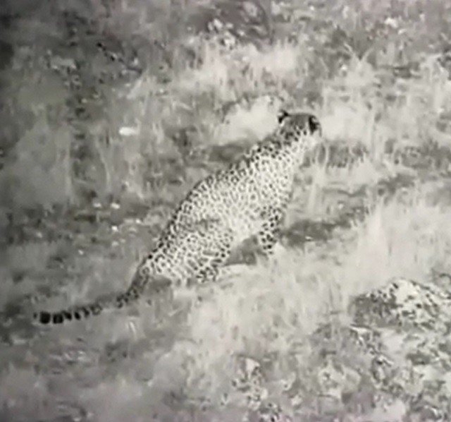 Anadolu Parsı İlk Kez Bu Kadar Net Görüntülendi