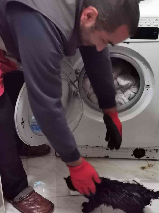 Yorganın İçine Giren Yavru Kediyi Fark Etmeyen Sahibi Çamaşır Makinesine Attı