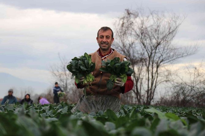 Sonbaharın Gözde Sebzesi Ispanakta Hasat Zamanı