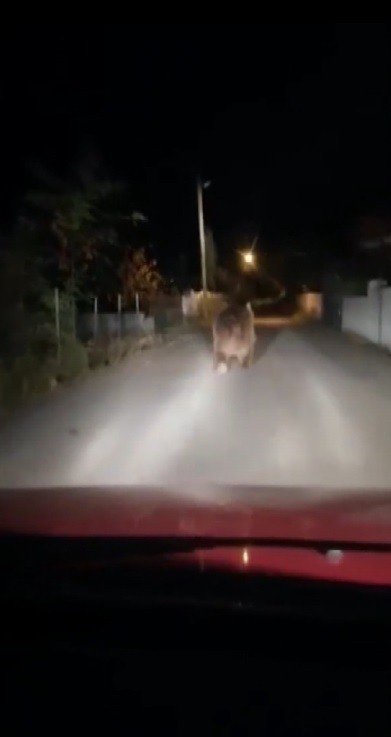 Erzincan’da Köyün İçine Giren Ayı Görüntülendi