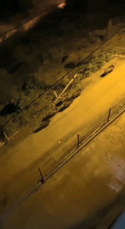 Giresun’da Aç Kalan Domuz Sürüsü İlçe Merkezine İndi