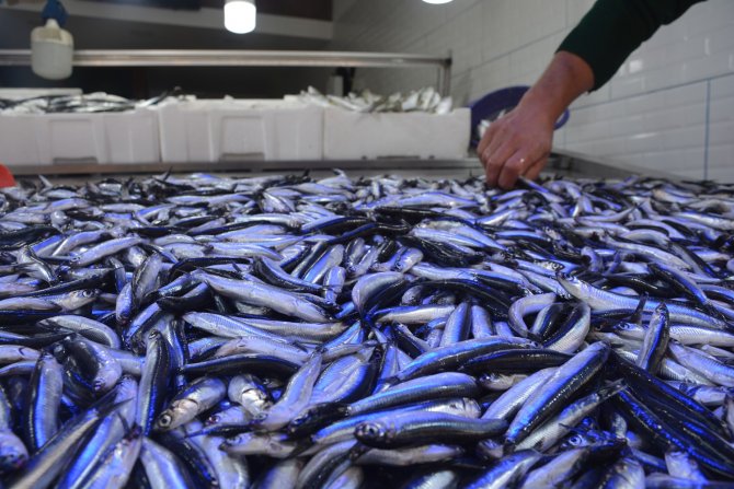 Bilim Adamından ’Hamsi’ İçin Çağrı: 