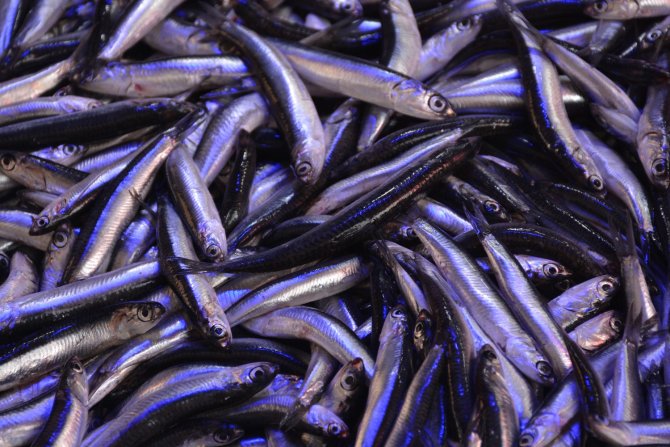 Bilim Adamından ’Hamsi’ İçin Çağrı: 