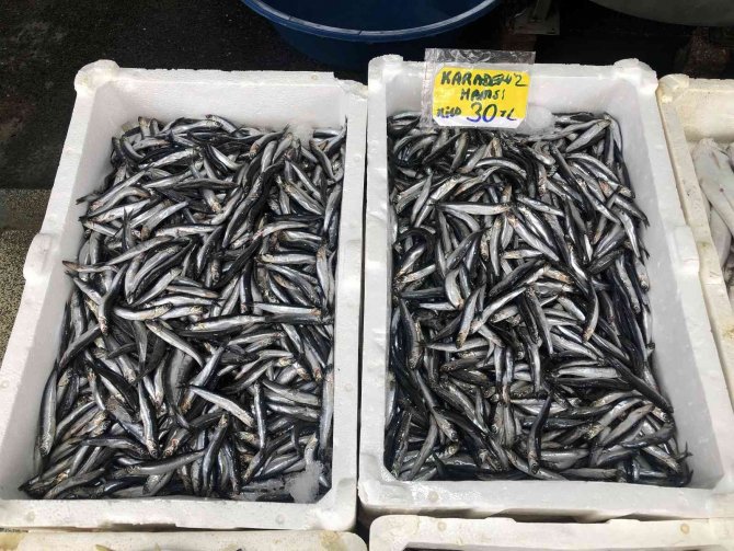 Fırtına Ve Yağışlı Havanın Etkisiyle Hamsi 30 Liradan Satılıyor