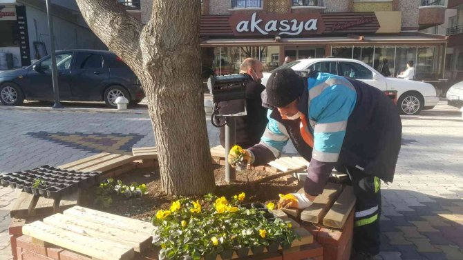 Pursaklar Rengârenk Kış Çiçekleri İle Güzelleşiyor