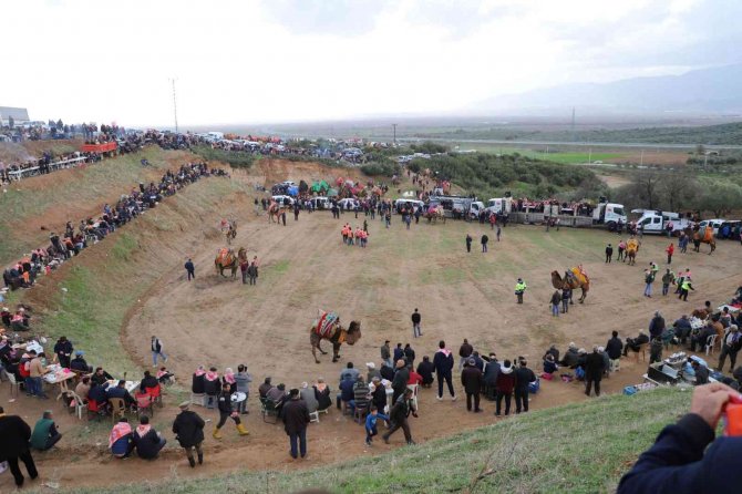 Turgutlu’da Deve Güreşi Heyecanı 7’nci Kez Yaşandı
