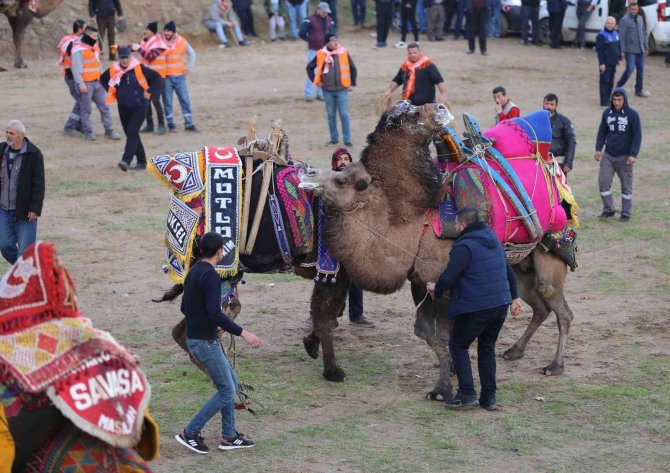 Turgutlu’da Deve Güreşi Heyecanı 7’nci Kez Yaşandı