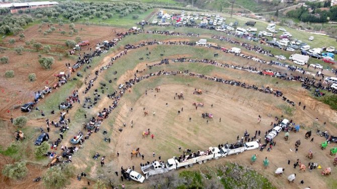 Turgutlu’da Deve Güreşi Heyecanı 7’nci Kez Yaşandı