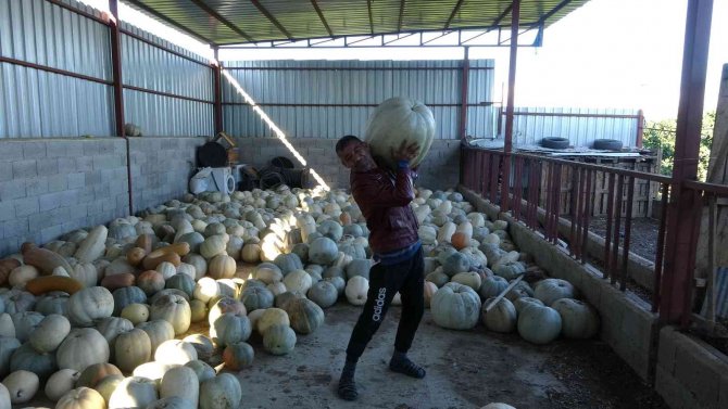 Dev Bal Kabaklarını Satmaya Kıyamadı