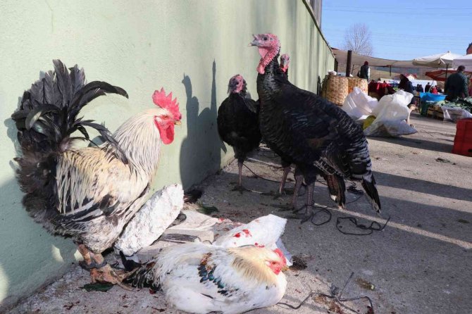 Eflani Hindisi Pazarda Görücüye Çıktı
