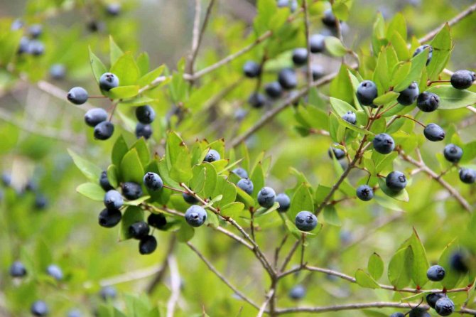 Tabiattaki Binlerce Yıllık Şifa İksirleri