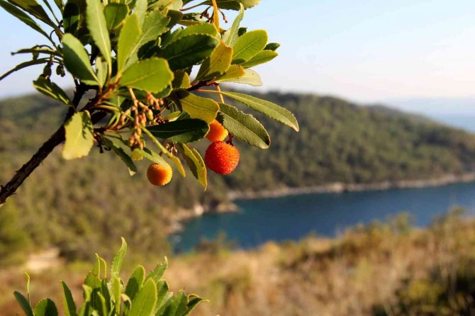 Tabiattaki Binlerce Yıllık Şifa İksirleri