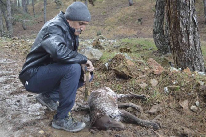 Kütahya’da 5 Çoban Köpeği Ve Yabani Hayvanların Zehirlendiği İddiası