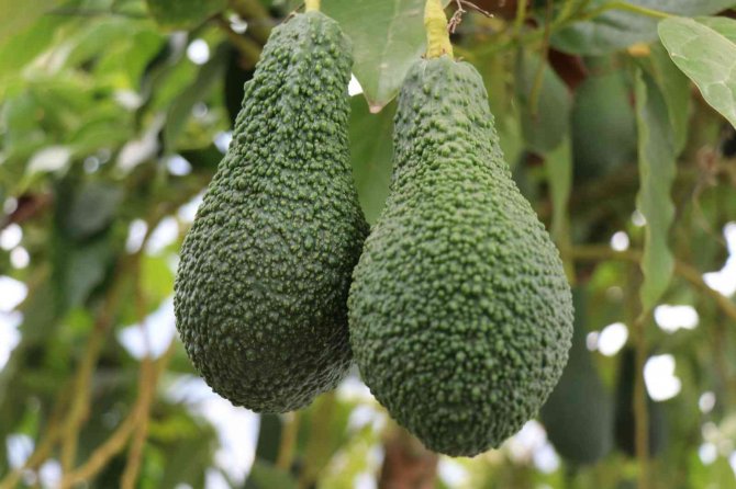 Korona Virüs Avokado Üretimini Arttırdı, Üretici Talebe Yetişemiyor