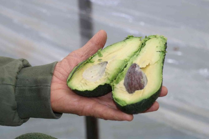 Korona Virüs Avokado Üretimini Arttırdı, Üretici Talebe Yetişemiyor