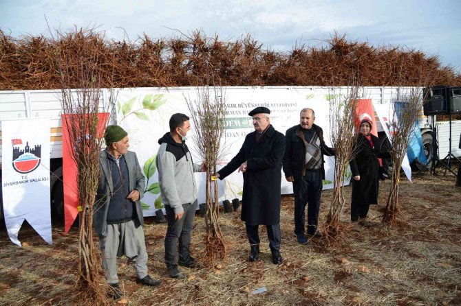 Eğil’de Çiftçilere 180 Bin Badem, Fıstık Ve Ceviz Fidanı Dağıtıldı