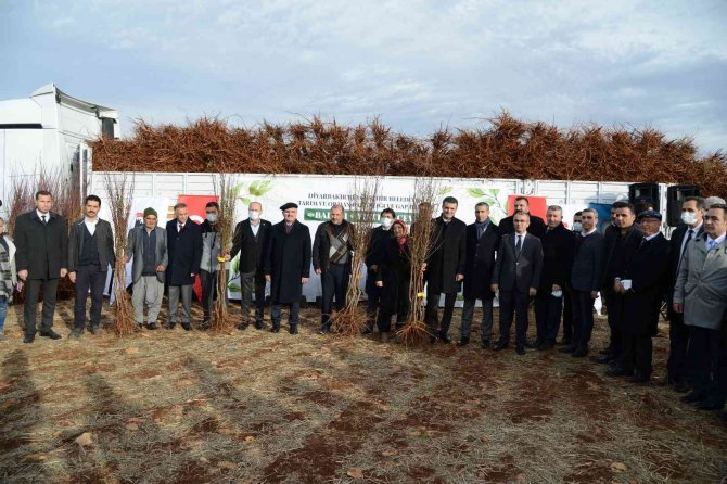 Eğil’de Çiftçilere 180 Bin Badem, Fıstık Ve Ceviz Fidanı Dağıtıldı