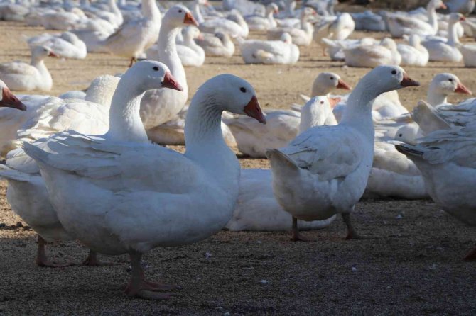 Kaz Yetiştiriciliği İle Üretim Sağlanarak Şehirlere Göç Engellenecek
