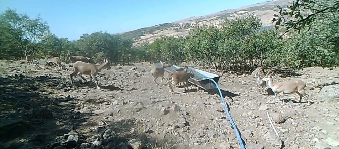 Elazığ’da 11 Aylık Yaban Hayatı Fotokapanlara Yansıdı