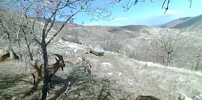 Elazığ’da 11 Aylık Yaban Hayatı Fotokapanlara Yansıdı