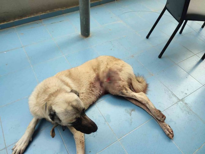 Silahla Yaralanan Köpeğin Sahibinden Tepki