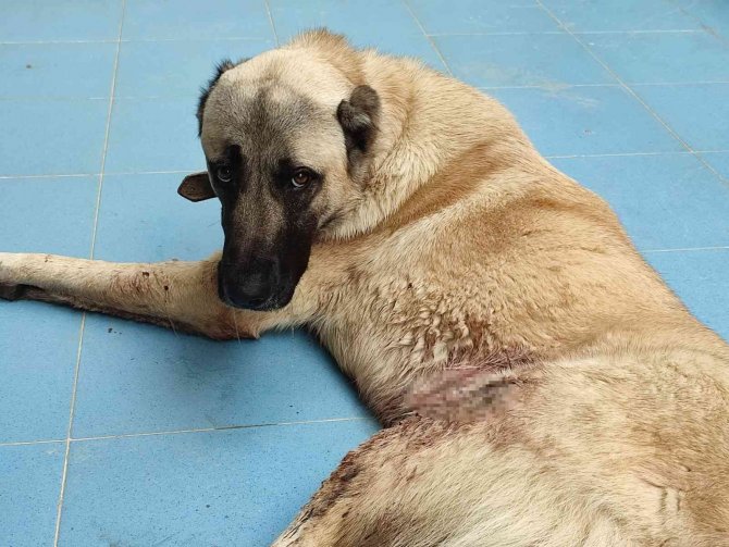Silahla Yaralanan Köpeğin Sahibinden Tepki