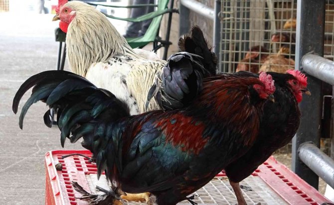 Köy Tavuğu Satışları Patladı