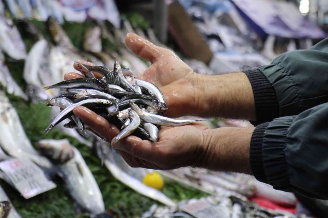 Yaşanan Bolluk Balık Fiyatlarını Düşürdü